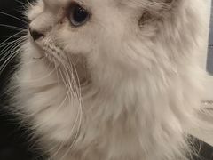 -楼上猫咖(罗湖店)