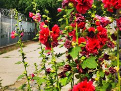 -阳台山自然风景区