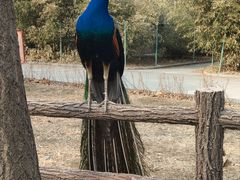 -北京麋鹿生态实验中心