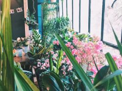 点击看大图 -金棕榈