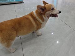 -安安宠医宠物医院·异宠·犬猫内科(岳阳分院)