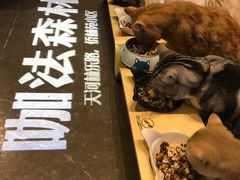 -咖法森林·咖啡  酒吧(天河店)