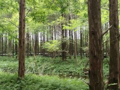 -黄海国家森林公园