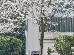 -武汉大学-樱园