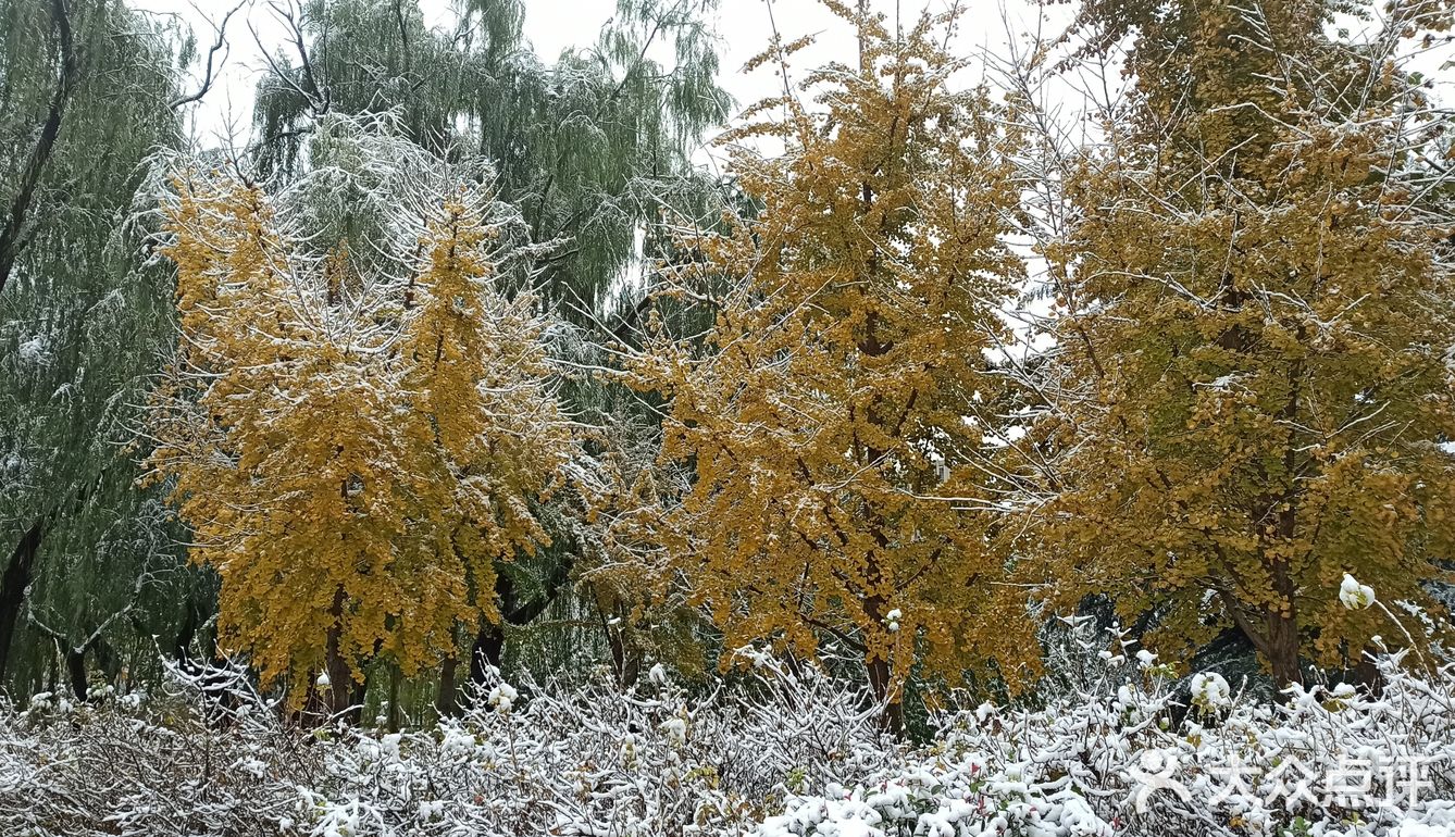 东环公园雪景和黄叶