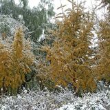 东环公园雪景和黄叶
