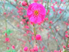 -北京鹫峰国家森林公园
