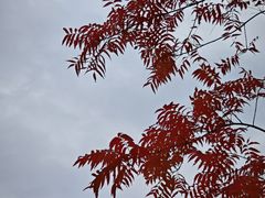 -成飞公园