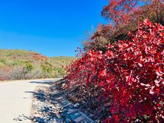 -北京西山国家森林公园