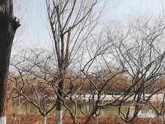 -大兴滨河森林公园