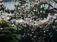 -武汉大学-樱园