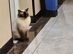 -瑞派宠物医院(搏威敦和院)