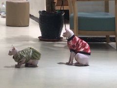 -藏猫猫咖啡主题馆(中央大道店)