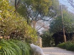 -杭州半山国家森林公园