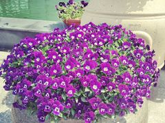 -南通洲际绿博园