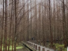 -桤木河湿地公园