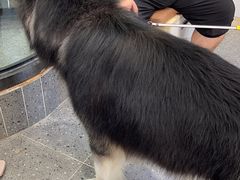 -宠物家(大兴旧宫店)