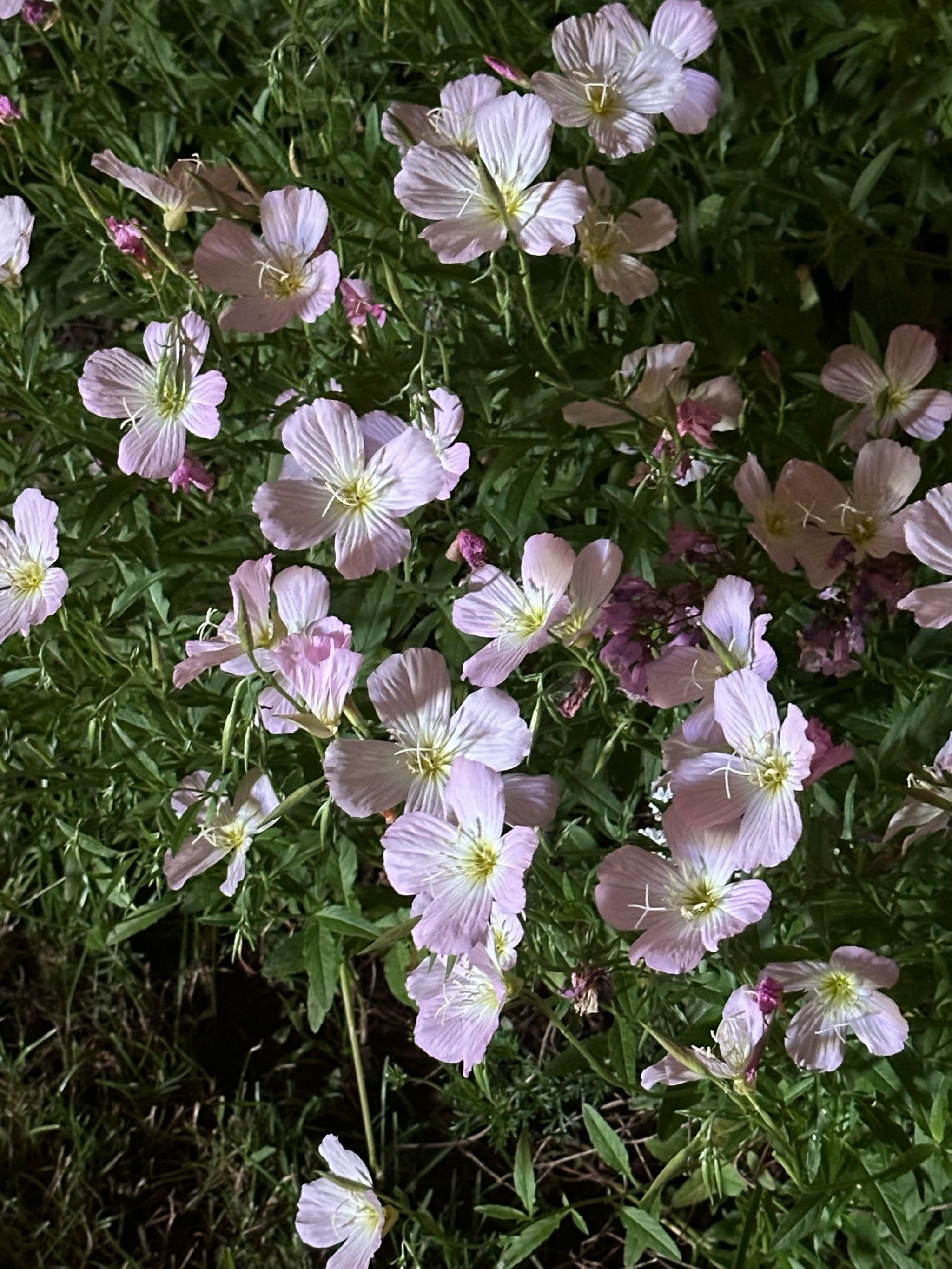 少见!十字星的月见草花朵