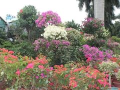 -深圳国际园林花卉博览园