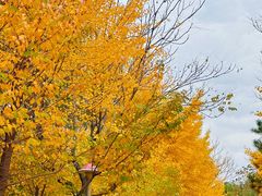 -长白岛森林公园