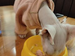 -猫小院猫主题餐厅(三里屯店)