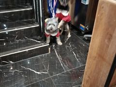 -宠颐生斯嘉宠物医院·急重症·心内科(谷阳北路分院)
