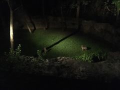 -清迈夜间动物园