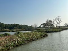 -大湾区中央湿地公园