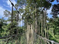 -西双版纳原始森林公园