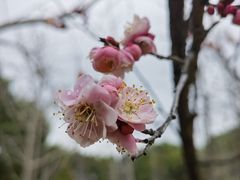 -顾村公园