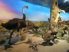 -国家自然博物馆