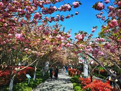 -高东镇樱花园