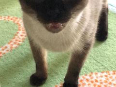 -喜多萌中农锦绣动物医院24H·猫科·牙科MRI·CT
