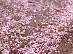 -上海辰山植物园