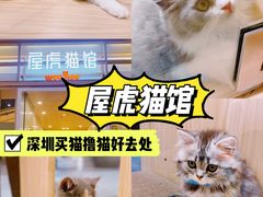 -屋虎猫馆(宝安大仟里店)