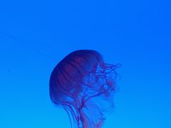 -上海海洋水族馆