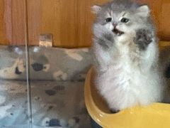 -欣宠猫屋·矮脚拿破仑·蓝金金渐层