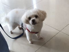 -艾贝尔宠物医院·24H转诊中心·肿瘤猫专科(江宁双龙店)