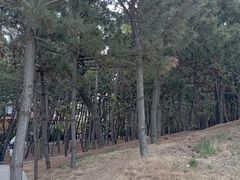 -林海公园