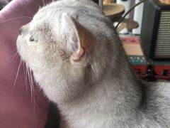 -喵屿·大理花园猫咖