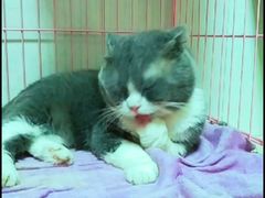 -瑞鹏宠物医院·骨科·猫科·内科(第一中心)