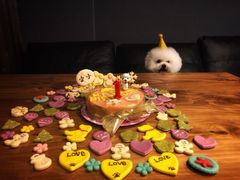 -百好乐宠物友好餐厅(朝外大街店)