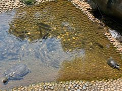 -广东惠东海龟国家级自然保护区