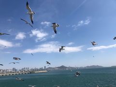 -星海湾跨海大桥