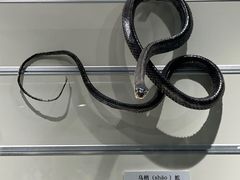 -大连自然博物馆
