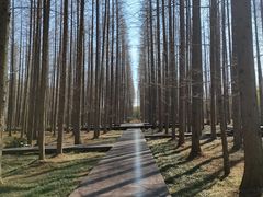 -黄海国家森林公园