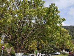 -铁山坪森林公园