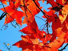 -星巴克(深圳妇儿大厦店)