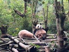 -中国大熊猫保护研究中心雅安碧峰峡基地