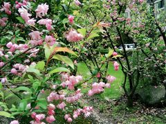 -花草间花行(法华镇路店)